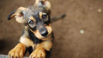 Καβάλα: Άγνωστος γέμισε φόλες το χωριό Γεωργιανή θανατώνοντας επτά σκυλιά