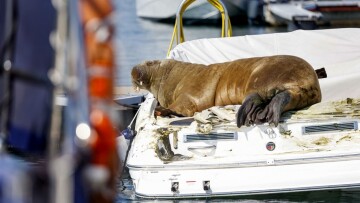 Νορβηγοί θα στήσουν άγαλμα προς τιμήν του θαλάσσιου ίππου Φρέγια