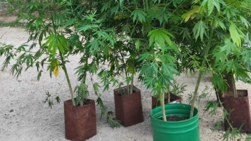 Διπλή φυτεία με 71 χασισόδεντρα εντοπίστηκε στην Πρέβεζα