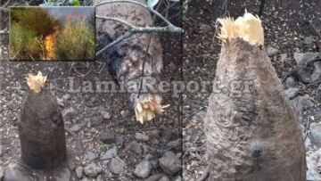 Φθιώτιδα: Τα... αγριογούρουνα πίσω από τη μεγάλη πυρκαγιά στο Λογγίτσι;