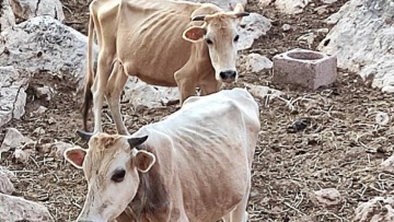 Θεσπρωτία: «Ολόκληρο χωριό βρωμάει ψοφίμι» - Αγελάδες τρώνε κάθε 15 μέρες και πεθαίνουν από ασιτία