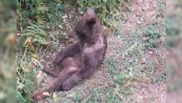 Τουρκία: Aρκουδάκι κατανάλωσε μεγάλη ποσότητα μελιού με παραισθησιογόνες ουσίες