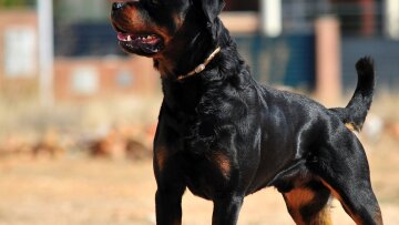 Γαύδος: Ροτβάιλερ επιτέθηκαν σε 39χρονη - Μεταφέρθηκε στο νοσοκομείο των Χανίων