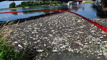 Περιβαλλοντική καταστροφή: Τα νεκρά ψάρια φτάνουν τους 100 τόνους στον ποταμό Όντερ!  - Δείτε βίντεο