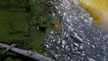 Οικολογική καταστροφή με 19 τόνους νεκρών ψαριών λόγω ξηρασίας στη Γαλλία