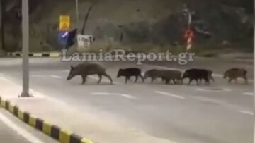 «Επέλαση» αγριογούρουνων στη Λαμία - Δείτε βίντεο