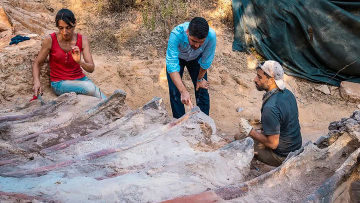 Ο μεγαλύτερος δεινόσαυρος στην Ευρώπη βρέθηκε στην πίσω αυλή ενός σπιτιού στην Πορτογαλία