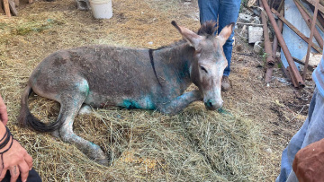 «Η κακοποίησή του γαϊδουριού στη Ζίτσα ήταν σοβαρότατη», λένε οι φιλοζωικές