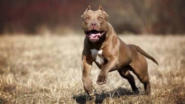 Τρόμος στη Σαλαμίνα: Πίτμπουλ επιτέθηκε σε ηλικιωμένο και του έκοψε τρία δάχτυλα 