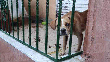 Χίος: Νέα υπόθεση κακοποίησης σκύλου - Τον είχε παρατήσει στο μπαλκόνι για δύο μήνες