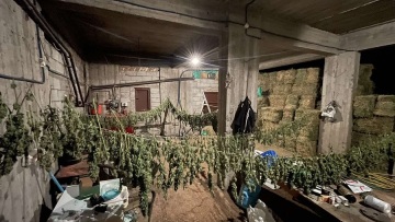 Ζωνιανά: Απλωμένα στο υπόγειο σπιτιού βρήκαν τα δενδρύλλια κάνναβης οι αστυνομικοί