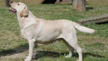 Λάρισα: Επιχείρηση της ΕΜΑΚ για σκύλο που έπεσε σε τρύπα 10 μέτρων!