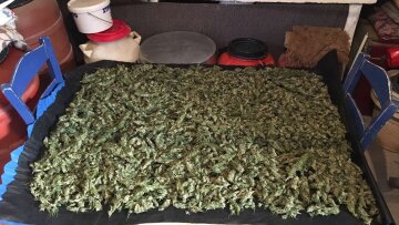 Φιλιατρά: Συνελήφθη 55χρονος με πάνω από τέσσερα κιλά κάνναβης