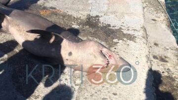 Χανιά: Ψάρεψαν καρχαρία άνω των δύο μέτρων - Δείτε φωτογραφίες