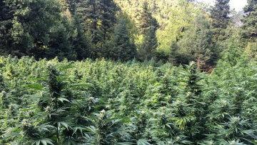 Φυτεία - μαμούθ στον Όλυμπο με πάνω από 5.000 δενδρύλια κάνναβης