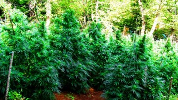 Όλυμπος: Χασισοφυτεία 20 τόνων κάνναβης θα απέφερε κέρδος πάνω από 20 εκατ. ευρώ σε δύο καλλιεργητές