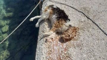 Κίμωλος: Ανεξήγητος πνιγμός σκύλου - Έκανε βόλτα με τον ιδιοκτήτη του