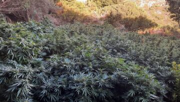 Κρήτη: Χασισοφυτεία-μαμούθ σε μονή στο Ηράκλειο - Είχαν κρεμάσει ακόμη και κομποσκοίνια!