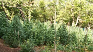 Όλυμπος: Με ελικόπτερο ξήλωσαν 5 χασισοφυτείες 40 στρεμμάτων - Έως 40 εκατ. ευρώ τα κέρδη που περίμεναν