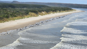 Αυστραλία: 230 φάλαινες εξόκειλαν σε παραλία - Οι μισές εκτιμάται ότι είναι νεκρές