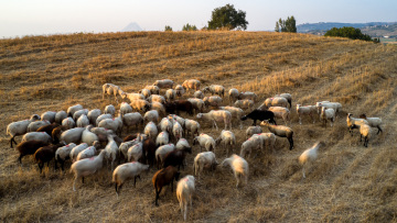 Κύπρος: 65χρονος καταδικάστηκε σε φυλάκιση 9 μηνών για κτηνοβασία