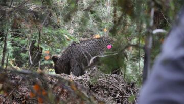 Περίπου 10.000 αγριογούρουνα «πολιορκούν» τη Θεσσαλονίκη