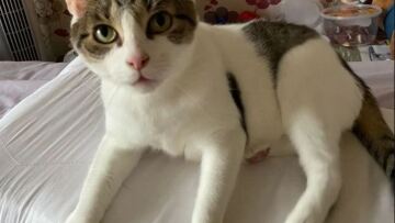 Γάτα σώζει 42χρονη γυναίκα από καρδιακή προσβολή