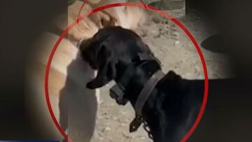 Νέα υπόθεση κακοποίησης ζώου: Διασκεδάζει… βασανίζοντας σκύλο με ηλεκτροσόκ - Βίντεο ντοκουμέντο