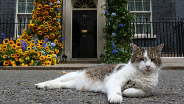 Παραίτηση Τρας: Η ιστορία του γάτου Λάρι της Ντάουνινγκ Στριτ - 11 χρόνια, 4 πρωθυπουργοί και μία κηδεία