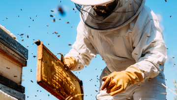 ΗΠΑ: Γυναίκα στη Μασαχουσέτη κατηγορείται ότι επιτέθηκε σε αστυνομικούς με... μέλισσες