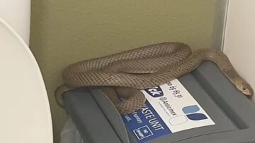 Τρομακτικές στιγμές έζησε τουρίστας στην Αυστραλία: Ήρθε αντιμέτωπος στην τουαλέτα με θανατηφόρο φίδι