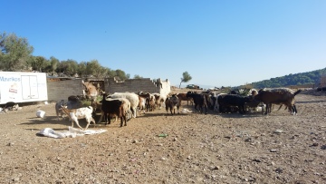 Μάνδρα: Κομβική η κατάθεση του 14χρονου για τον 17χρονο που βρέθηκε νεκρός από σφαίρα