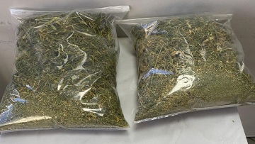 Εύβοια: Ο σκύλος της Ασφάλειας ξετρύπωσε πάνω από δυο κιλά κάνναβης