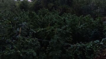 Βρήκαν τους καλλιεργητές της φυτείας με τα 1.020 χασισόδεντρα στον Αποκόρωνα Χανίων