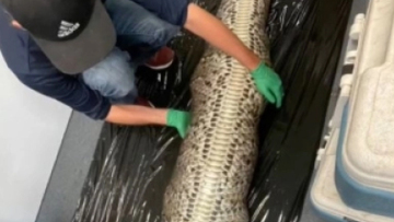 Τρομερό βίντεο: Η στιγμή που βγάζουν άθικτο αλιγάτορα 1,5 μ. μέσα από σώμα βιρμανικού πύθωνα