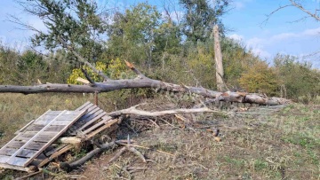 Λάρισα: Τραγικός θάνατος 78χρονης από πτώση δέντρου