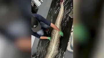 Σκληρό βίντεο: Αλιγάτορας αφαιρείται από την κοιλιά πύθωνα