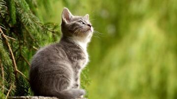 Κρήτη: 74χρονος πυροβόλησε με αεροβόλο όπλο τη γάτα του γείτονά του