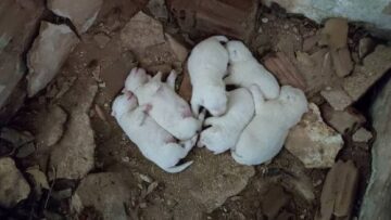 Φιλιάτες: Πρόστιμο 360.000 ευρώ σε αντιδήμαρχο και υπάλληλο για τα εγκαταλειμμένα κουτάβια