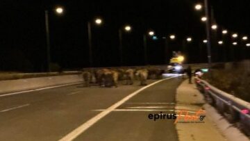 Εκτροπή νταλίκας με αγελάδες… Έκλεισε η Εγνατία Οδός!