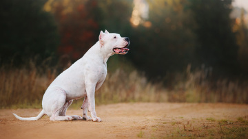 Διασταύρωση από 9 φυλές το Ντόγκο Αρτζεντίνο που κατασπάραξε σκυλάκι στο Κεφαλάρι