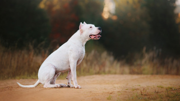 «Μου ξέφυγε», λέει ο ιδιοκτήτης του Ντόγκο Αρτζεντίνο που κατασπάραξε το σκυλάκι