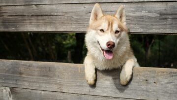 Σφακιά: Γυναίκα έπεσε σε πηγάδι στην Ανώπολη αλλά σώθηκε χάρη στον σκύλο της