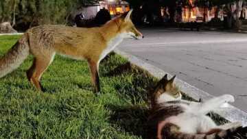 Αλεπού και γάτα έγιναν αχώριστες στο Λουτράκι - Δείτε εικόνες