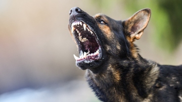 Φθιώτιδα: Στο νοσοκομείο 55χρονη μετά από επίθεση σκύλου