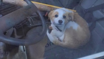 Παράτησε κουταβάκι κλειδωμένο στο αυτοκίνητο και έφυγε