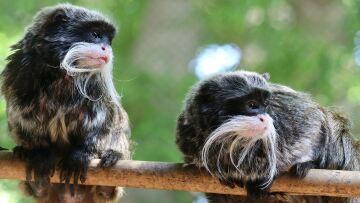 ΗΠΑ: Βρέθηκαν ζωντανοί οι δύο σπάνιοι πίθηκοι που είχαν εξαφανιστεί από τον ζωολογικό κήπο του Ντάλας