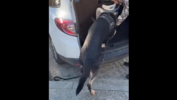 Θεσσαλονίκη: Ο αστυνομικός σκύλος «Ακύλας» ξετρύπωσε ναρκωτικά κρυμμένα σε παιδικό κάθισμα αυτοκινήτου