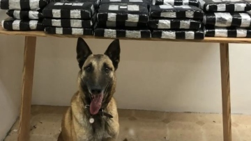 Αλεξανδρούπολη: Η «Λάικα» μύρισε 32 κιλά κάνναβη - Δείτε βίντεο και φωτογραφίες