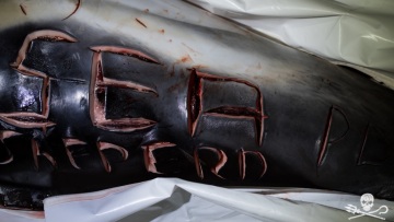 Γαλλία: Χάραξαν ομοφοβικά μηνύματα σε δελφίνια! - Σκληρές φωτογραφίες